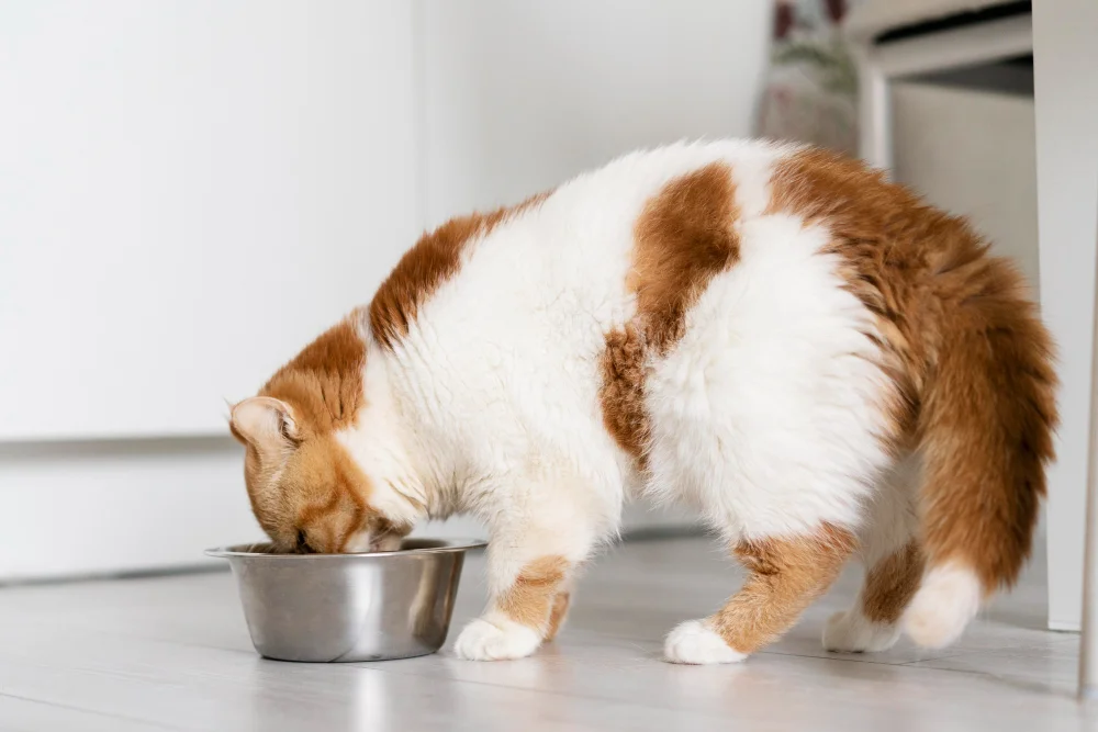 Como incentivar o gato a beber mais água?